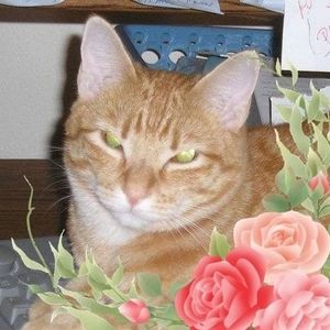 Meet your Posher, Patty